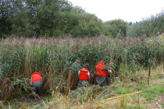 Clearing reeds