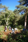 Woodland work at Birch Moss Covert