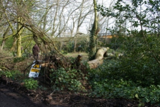 Woodland management at Priory Gardens