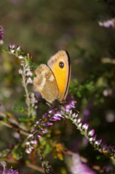 Gatekeeper butterfly on heather 1