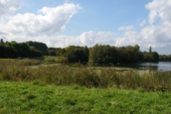 The reed bed cleared of trees