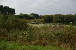 Volunteer at work in the reed beds