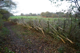 The laid hedge 1