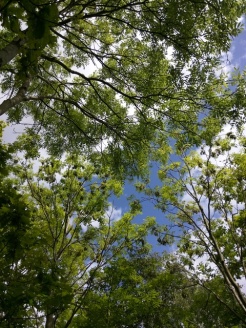 The sky through the trees