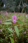 Himalayan balsam flower