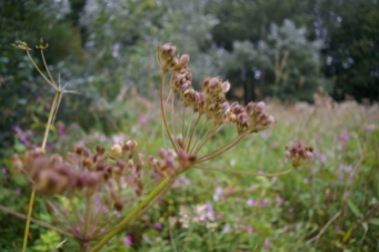 Seeds of common hogweed