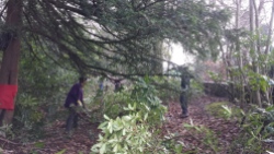Volunteers clearing rhododendron 1