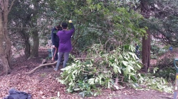 Volunteers clearing rhododendron 3