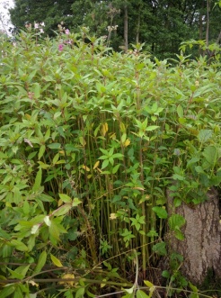 Himalayan balsam at Birch Farm Ponds