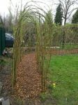 Completed willow arch and path