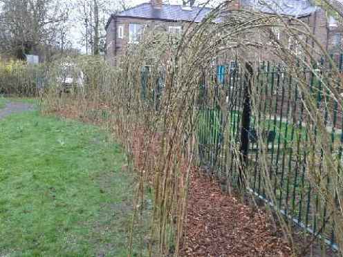 Completed willow arch and path