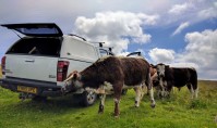 Longhorn cattle inspect the vehicle