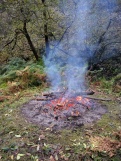 Bonfire of rhododendron