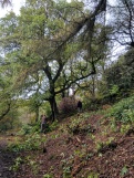 Removing rhododendron on slope