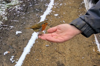 Feeding a robin
