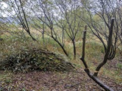 Creating deadwood for willow tits, and habitat pile