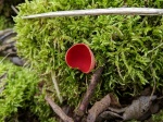 Scarlet elf cup (Sarcoscypha cocinea)