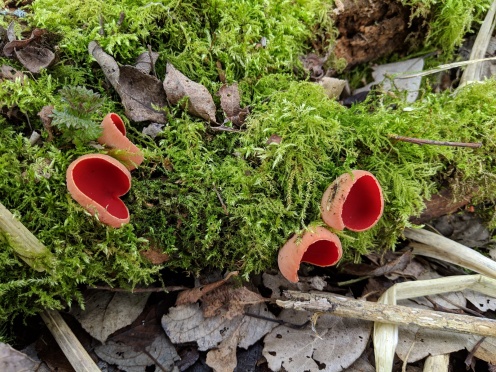 Scarlet elf cup (Sarcoscypha cocinea)