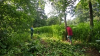 Volunteers clearing Himalayan balsam