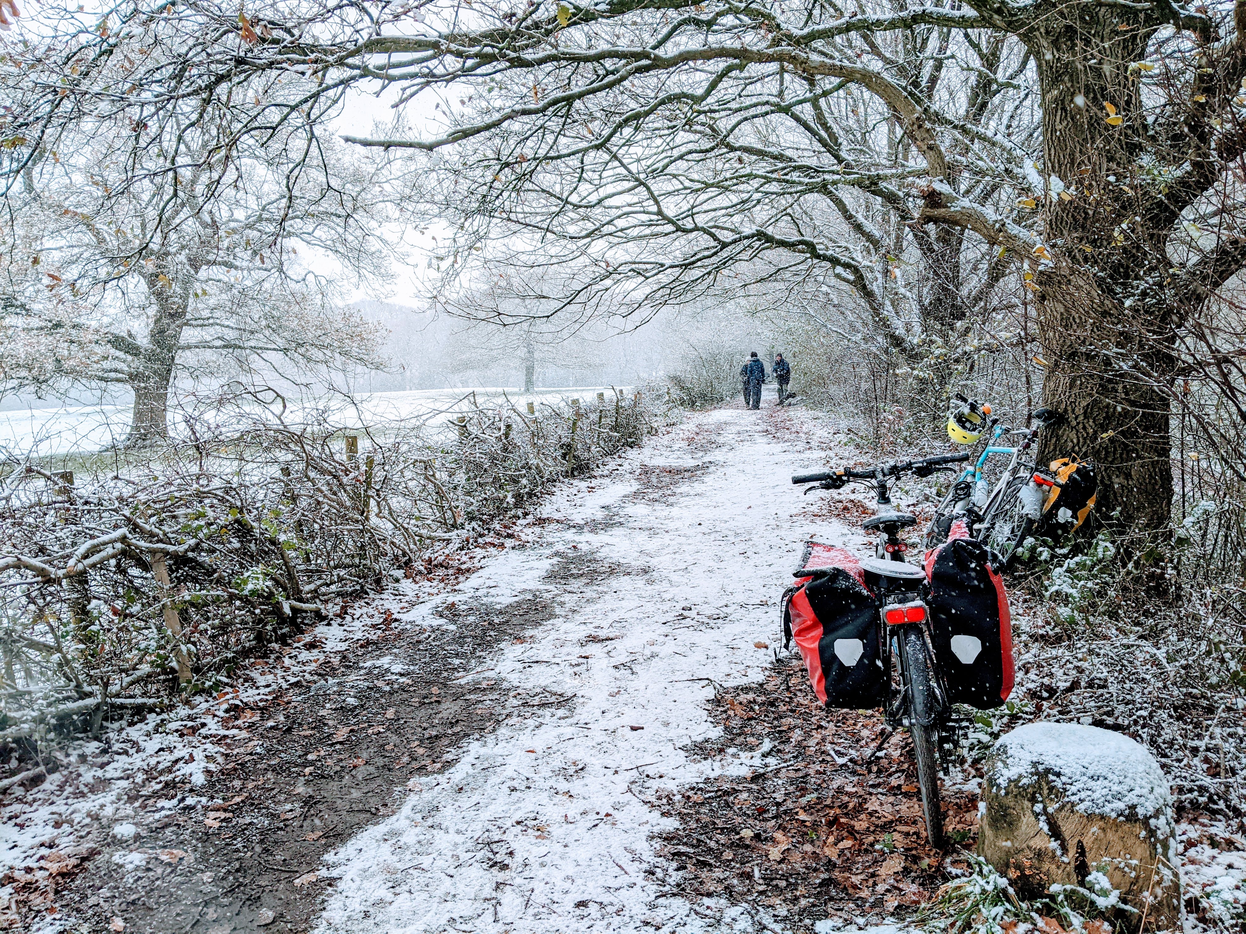 Hedge, snow and bicycles