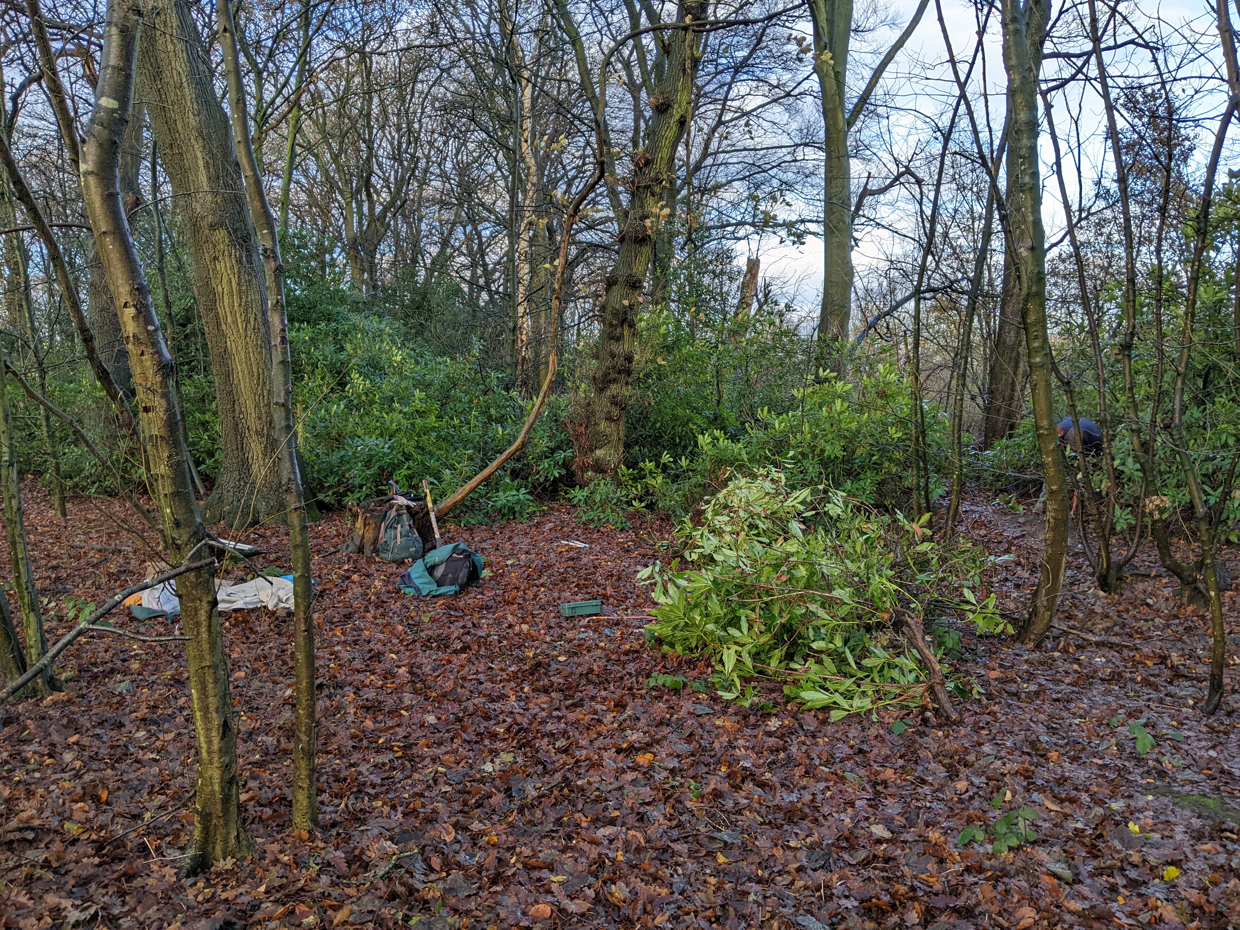 Getting started with rhododendron-clearing