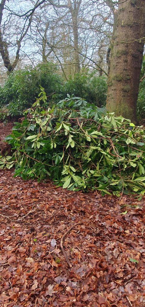 Cut rhododendron